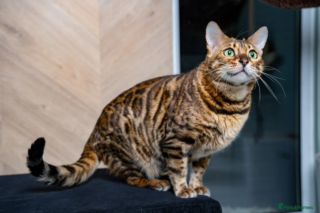 Bengal cats for sale: Stunning Bengal - Sophie. Forever family only. - Advert 6