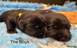 Labrador Retriever dogs for sale: Kennel Club Registered Labrador puppies  - Image 5