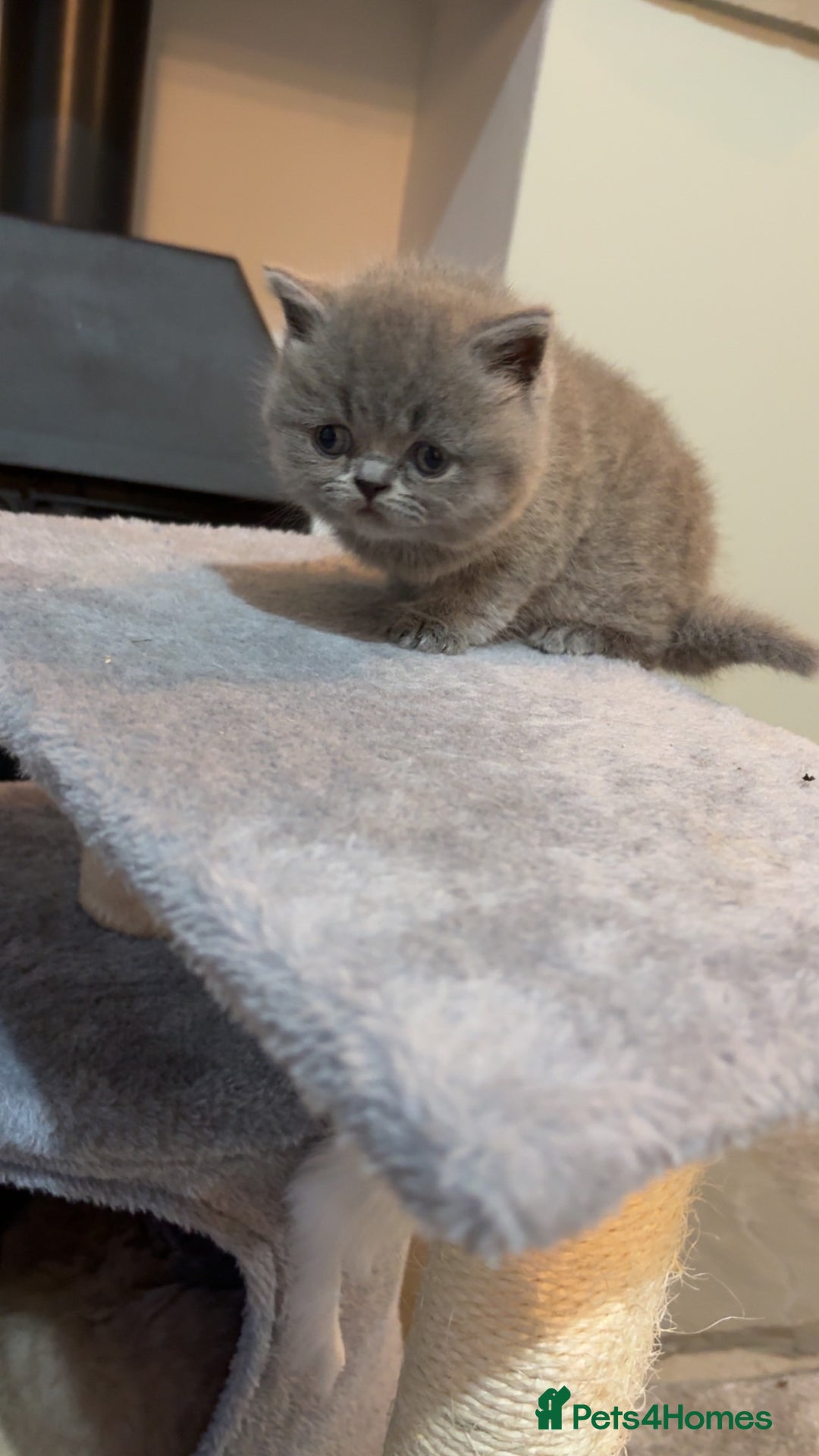 British Shorthair cats for sale: BSH kittens for sale from pedigree parents - Advert 23