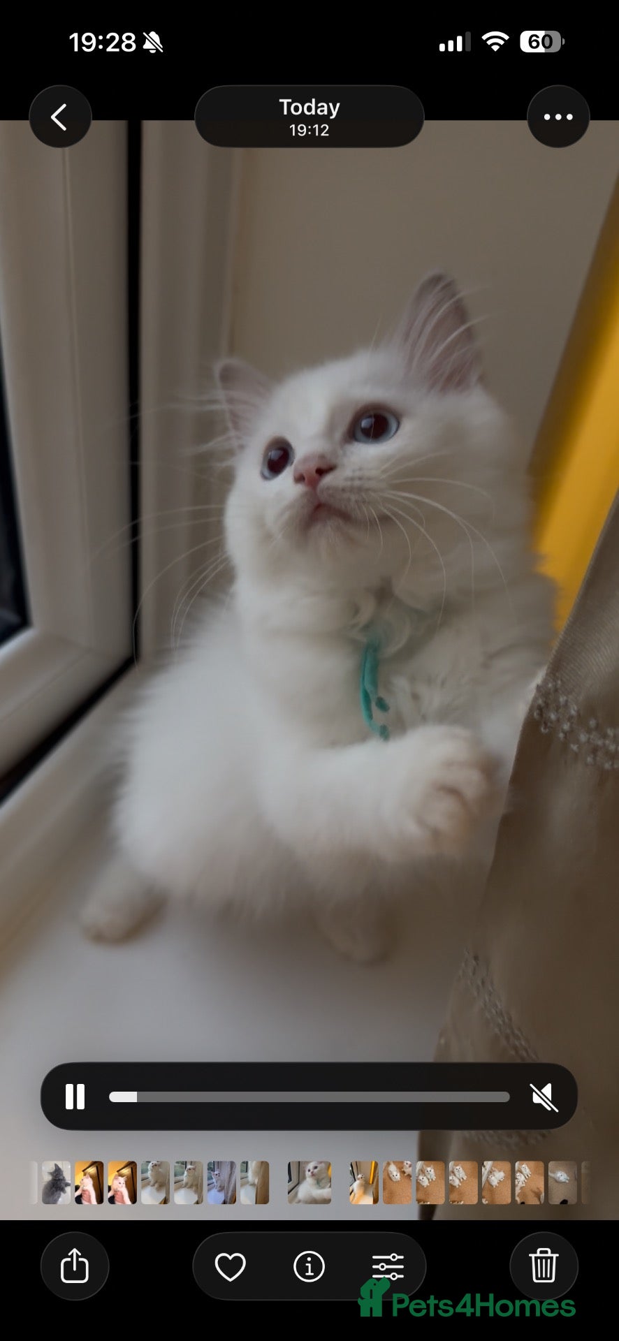 Ragdoll cats Stunning ragdolls kitten 🥰 - Advert 16