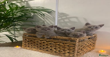 British Shorthair cats - Advert 6