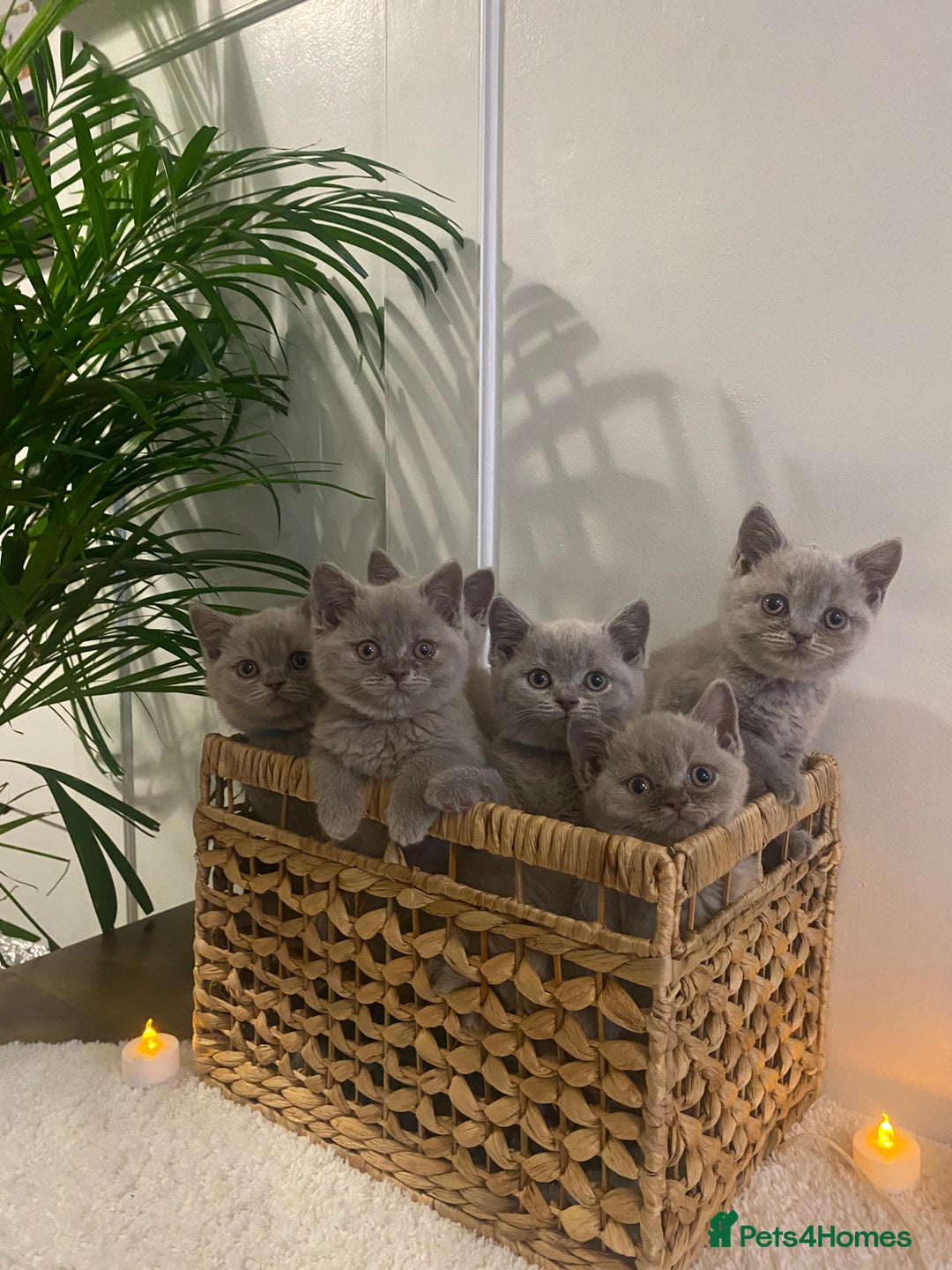 British Shorthair cats for sale: 👑ROYALBLESS STUNNING LILAC BRITISH SHORTHAIR  - Image 2