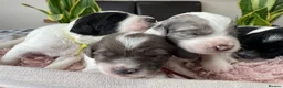 Sproodle dogs for sale: ✨ Premium Rare Sproodle Puppies – Champion Lines ✨ - Advert 1