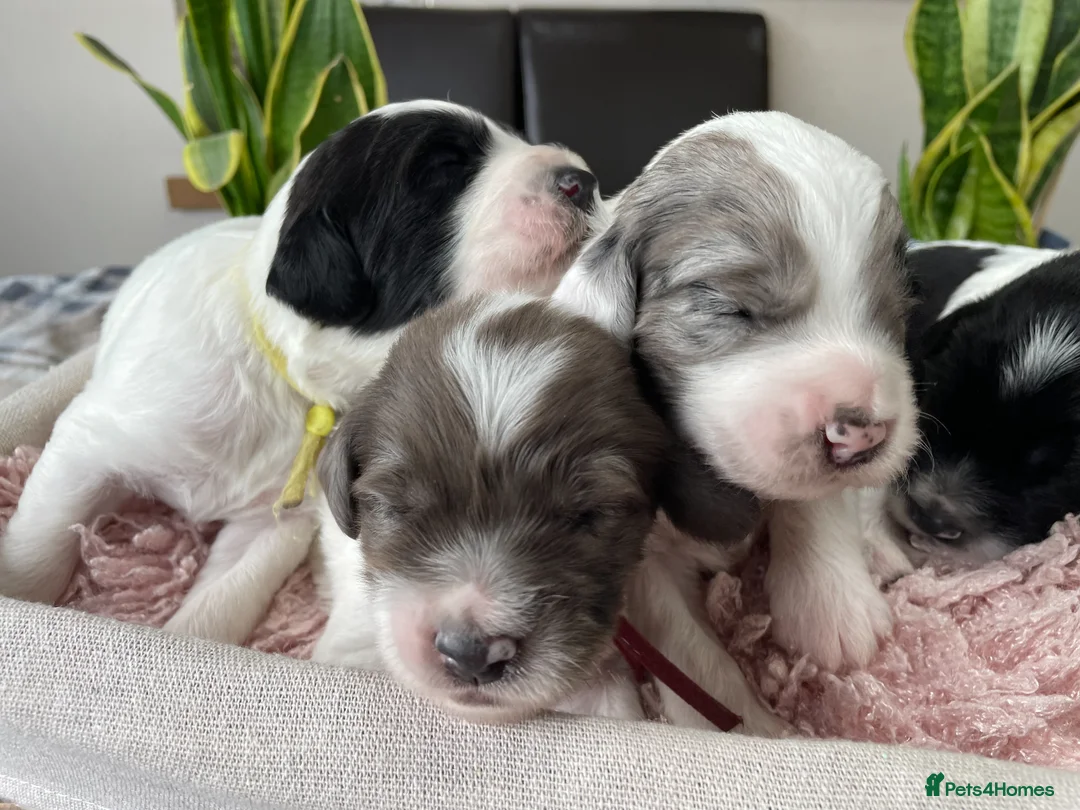 Sproodle dogs for sale: ✨ Premium Rare Sproodle Puppies – Champion Lines ✨ - Advert 1