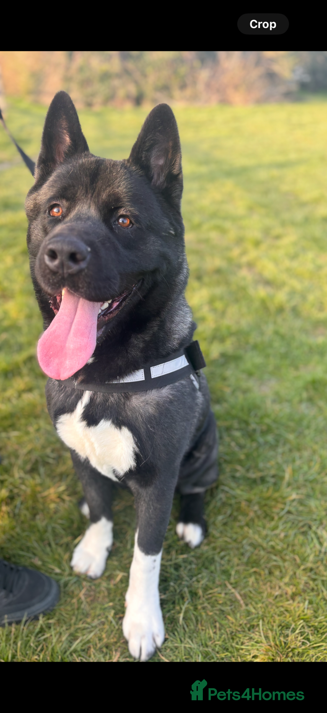 Akita dogs for sale: 18 month old male Akita for sale - Image 2