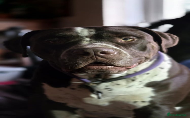 Mixed Breed dogs Moose and Zero Brothers  - Advert 1