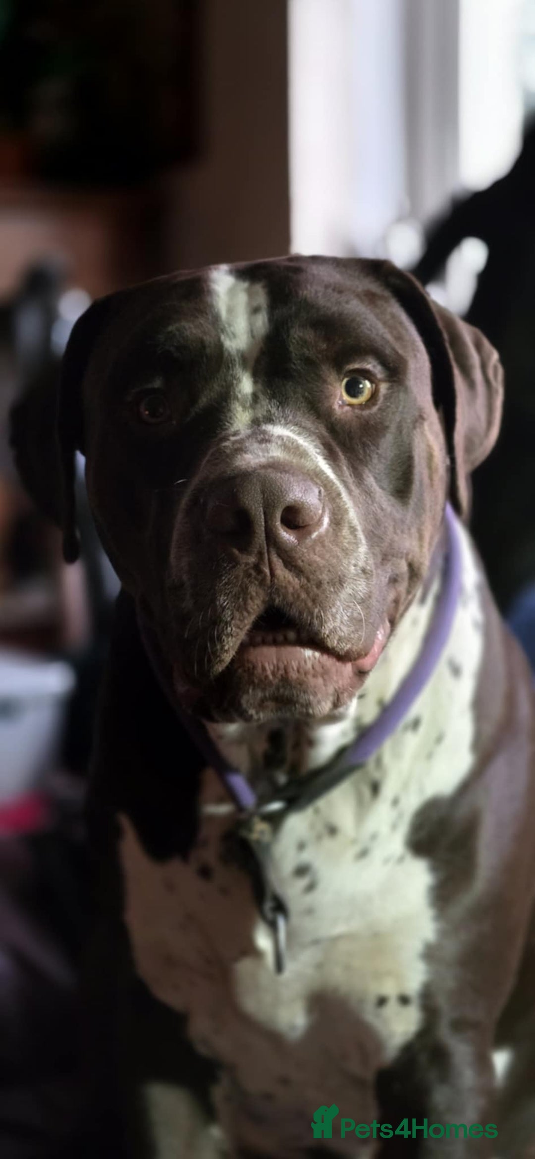 Mixed Breed dogs for sale: Moose and Zero Brothers  - Advert 1