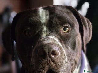 Mixed Breed dogs Moose and Zero Brothers - Advert 1