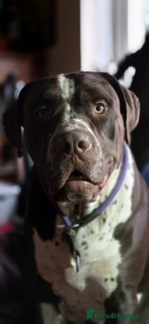 Mixed Breed dogs Moose and Zero Brothers - Advert 1