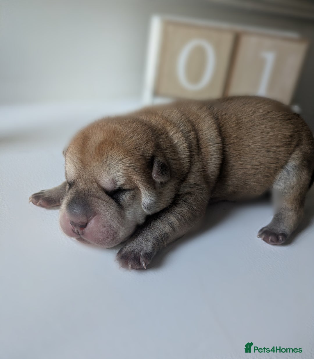 Shar Pei dogs for sale: Shar Pei Puppies - Ready 23rd December - Image 11