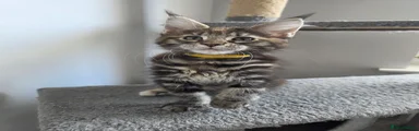 Maine Coon 5 - Yellow female