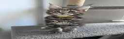 Maine Coon cats for sale: TICA Maine Coon Kittens | Russian Bloodlines - Advert 31