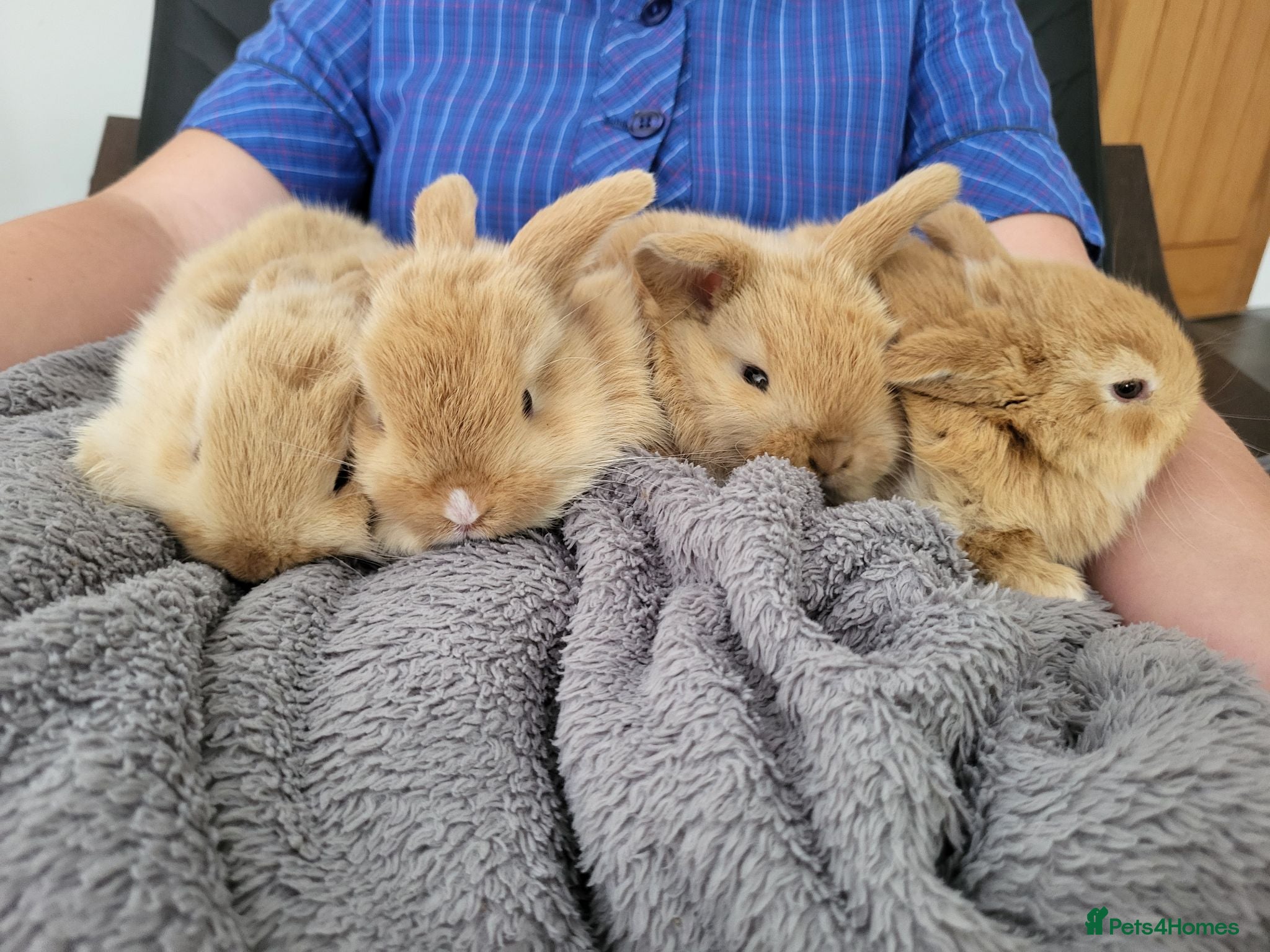 Mini Lop rabbits Mini Lop Bunnies ready for reserve - Advert 1