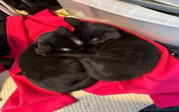 Mixed Breed cats for sale: 2 black sister kittens-bonded pair (£100 together) - Image 7