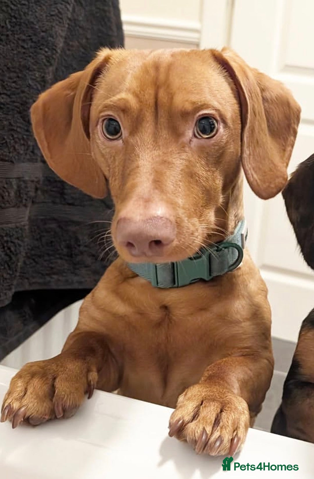 Mixed Breed dogs for sale: Lennie  - Advert 7