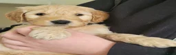 Mini Goldendoodle dogs for sale: Miniature Goldendoodle Puppies - Advert 4
