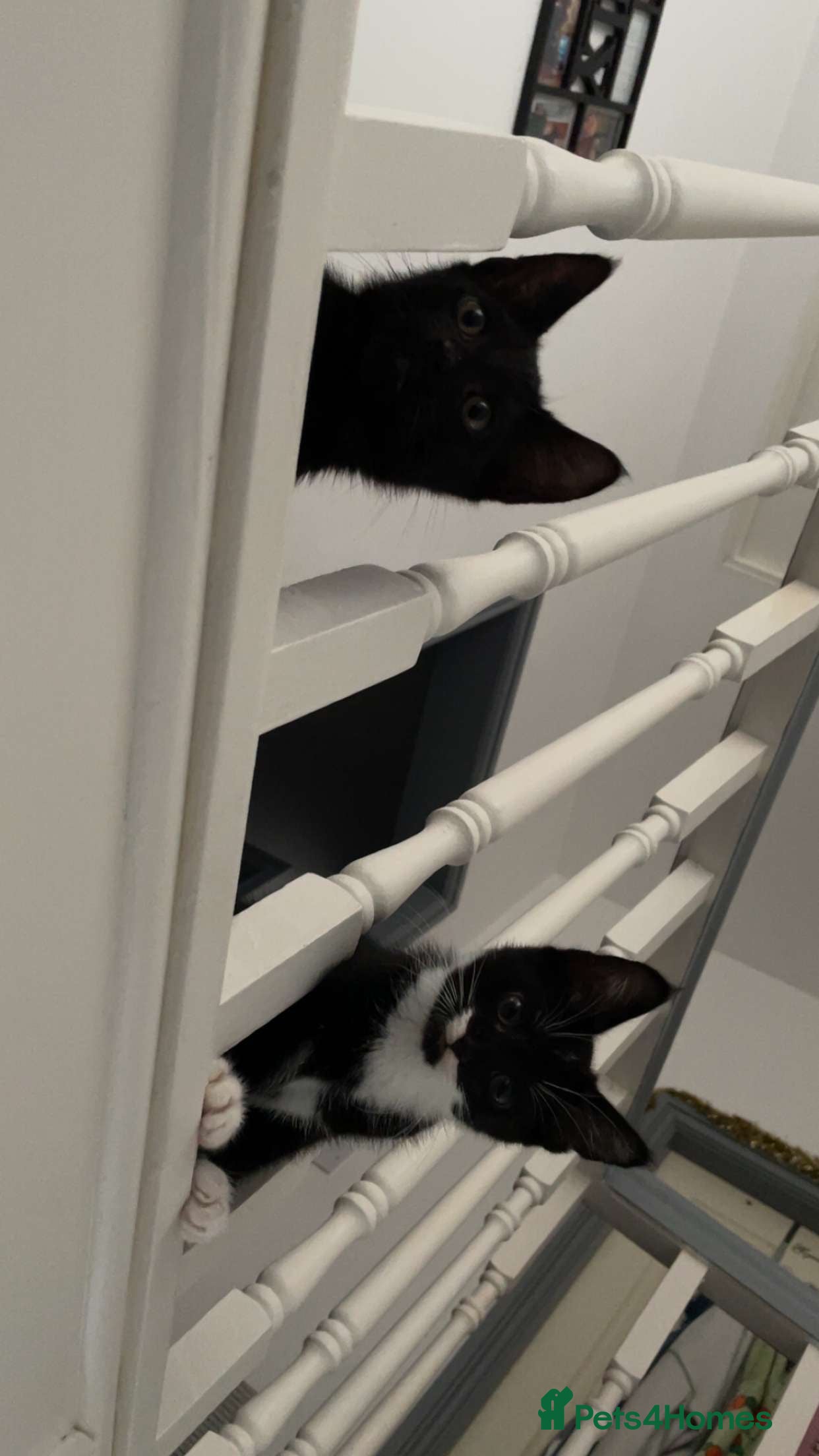 Mixed Breed cats for sale: Two kittens and mother cat in Wallasey - Advert 11