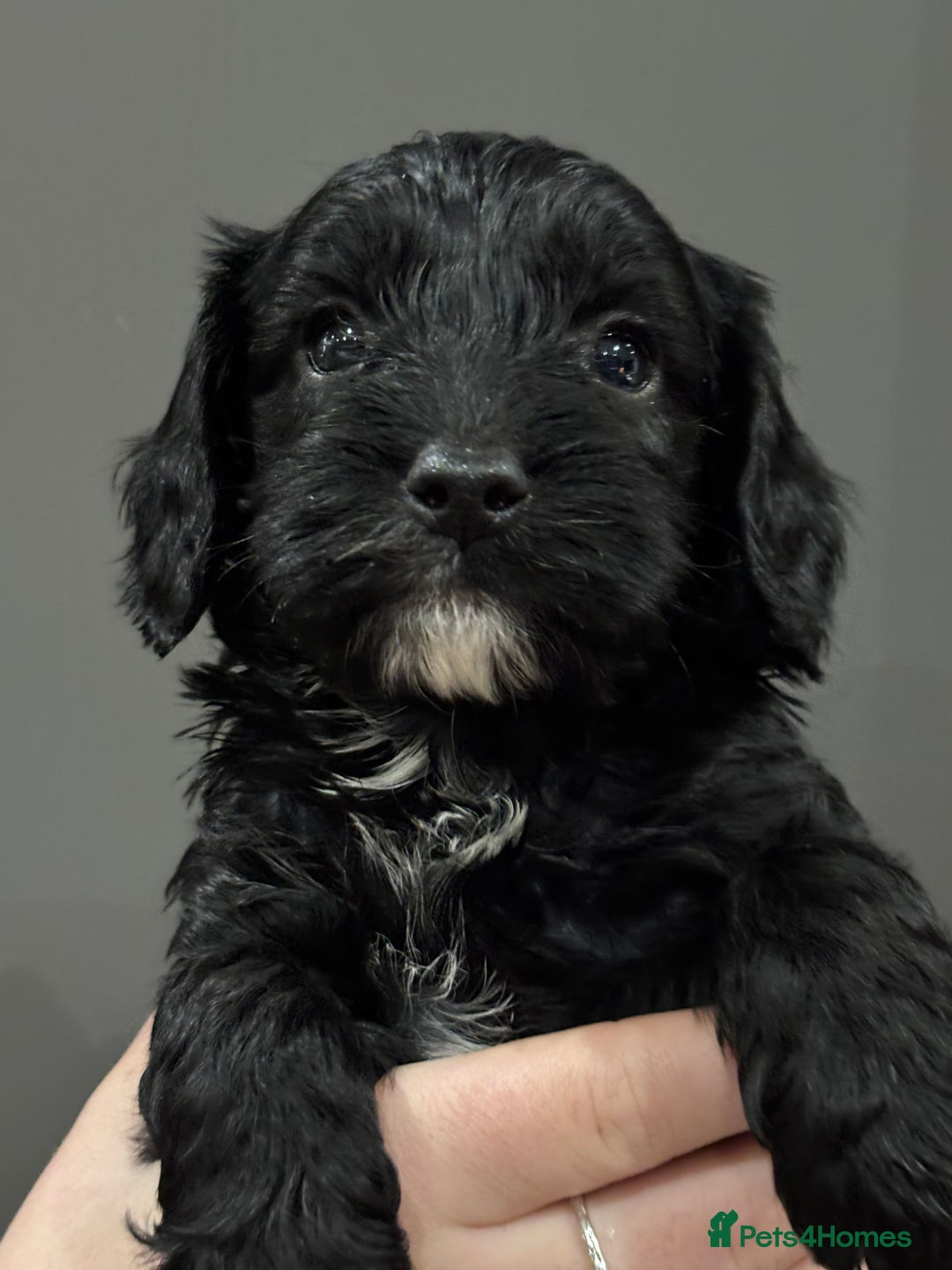 Cockapoo dogs for sale: Cockerpoo puppies - Advert 9