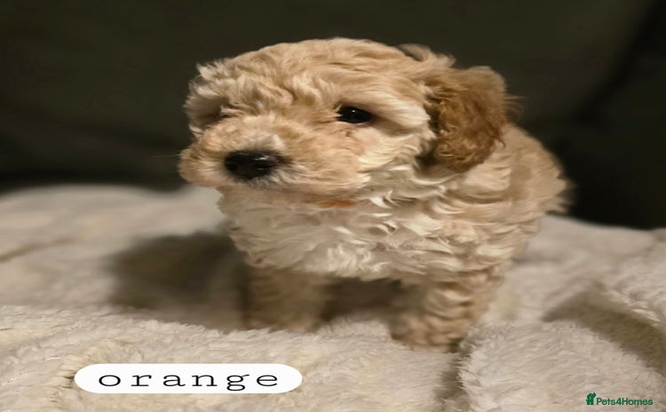 Toy Poodle dogs - Advert 1