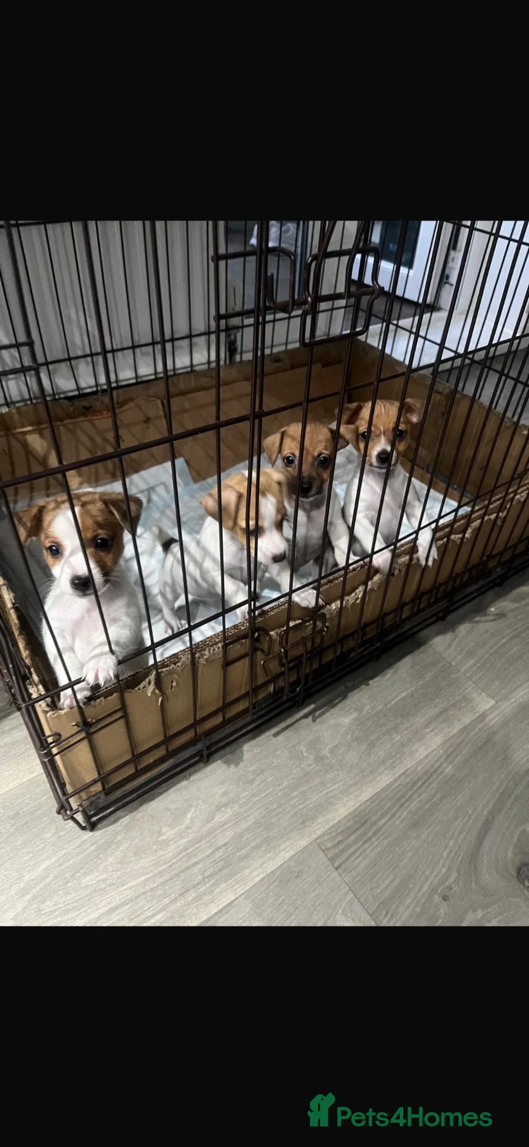Jack Russell dogs for sale: 4x Jack Russell puppies  in Bilston - Advert 2