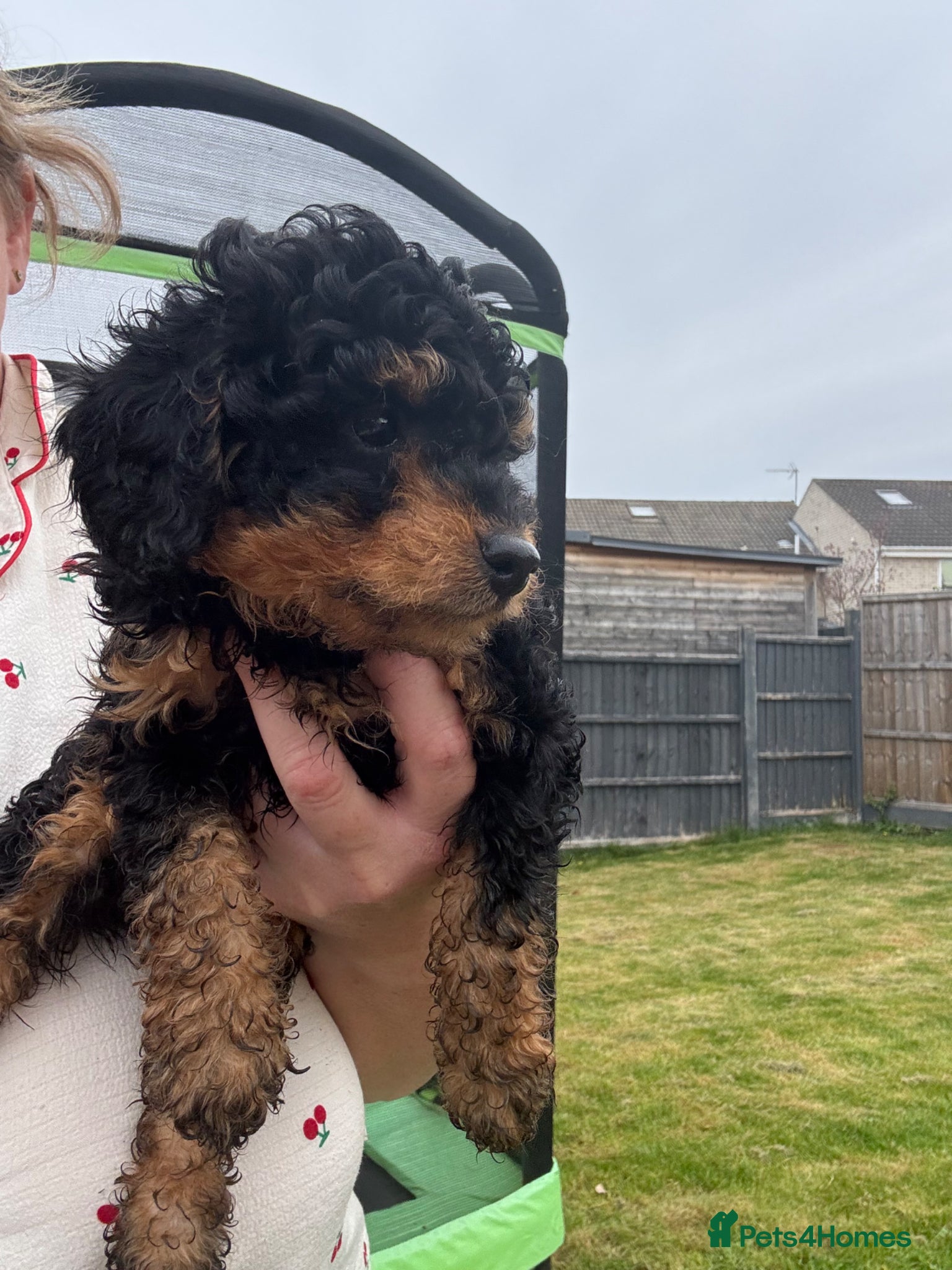 Cockapoo dogs Beaut F1 Cockapoo *LAST BITCH REMAINING* - Advert 6