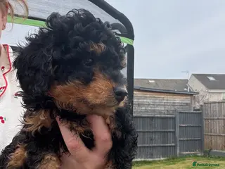 Cockapoo dogs Beaut F1 Cockapoo *LAST BITCH REMAINING* - Advert 6