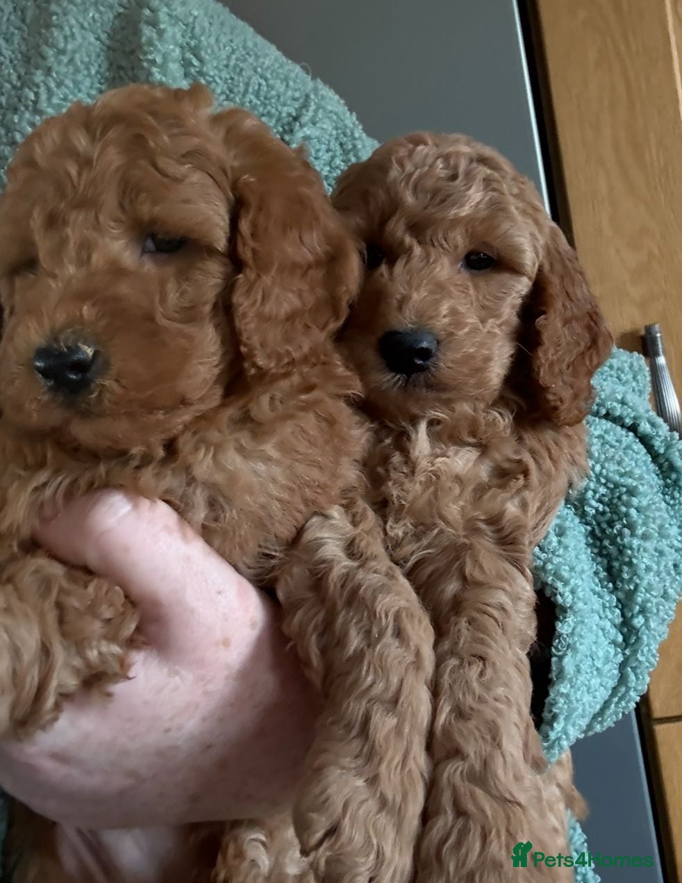 Cockapoo dogs Quality F1b Cockapoo Puppies - Advert 2
