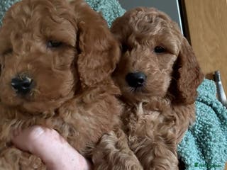 Cockapoo dogs Quality F1b Cockapoo Puppies - Advert 8