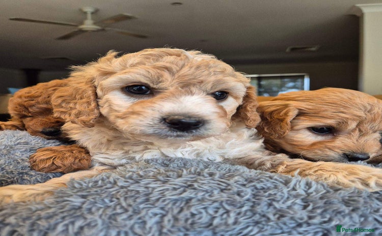 Mini Goldendoodle dogs - Advert 1