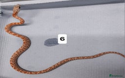 Corn Snake reptiles for sale: Corn Snake Morph Hatchling's  - Image 12