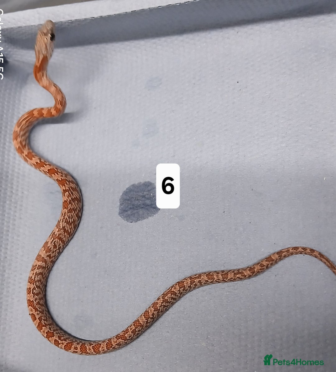 Corn Snake reptiles for sale: Corn Snake Morph Hatchling's  - Image 12