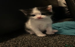 Domestic Shorthair cats for sale: Kittens for sale  - Image 9