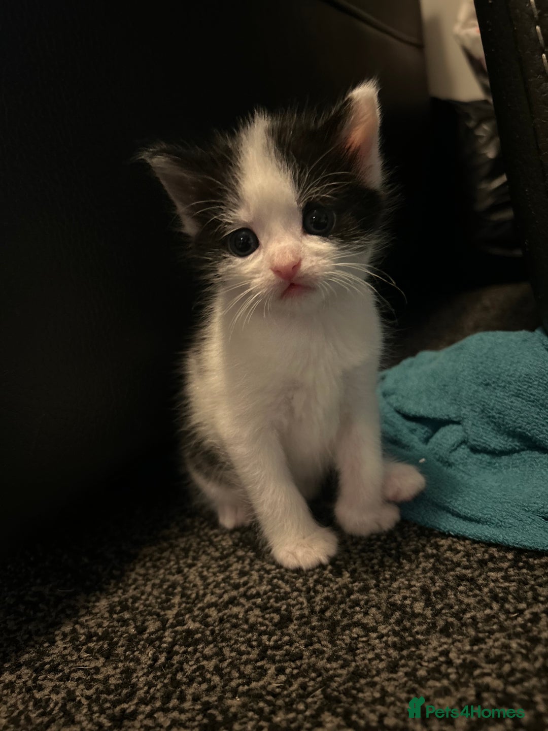 Domestic Shorthair cats for sale: Kittens for sale  - Image 9