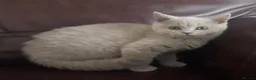 British Shorthair cats for sale: Lilac girl available  - Advert 3