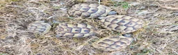 Tortoise reptiles for sale: Greek spur-thighed tortoises (Testudo graeca)  - Advert 6