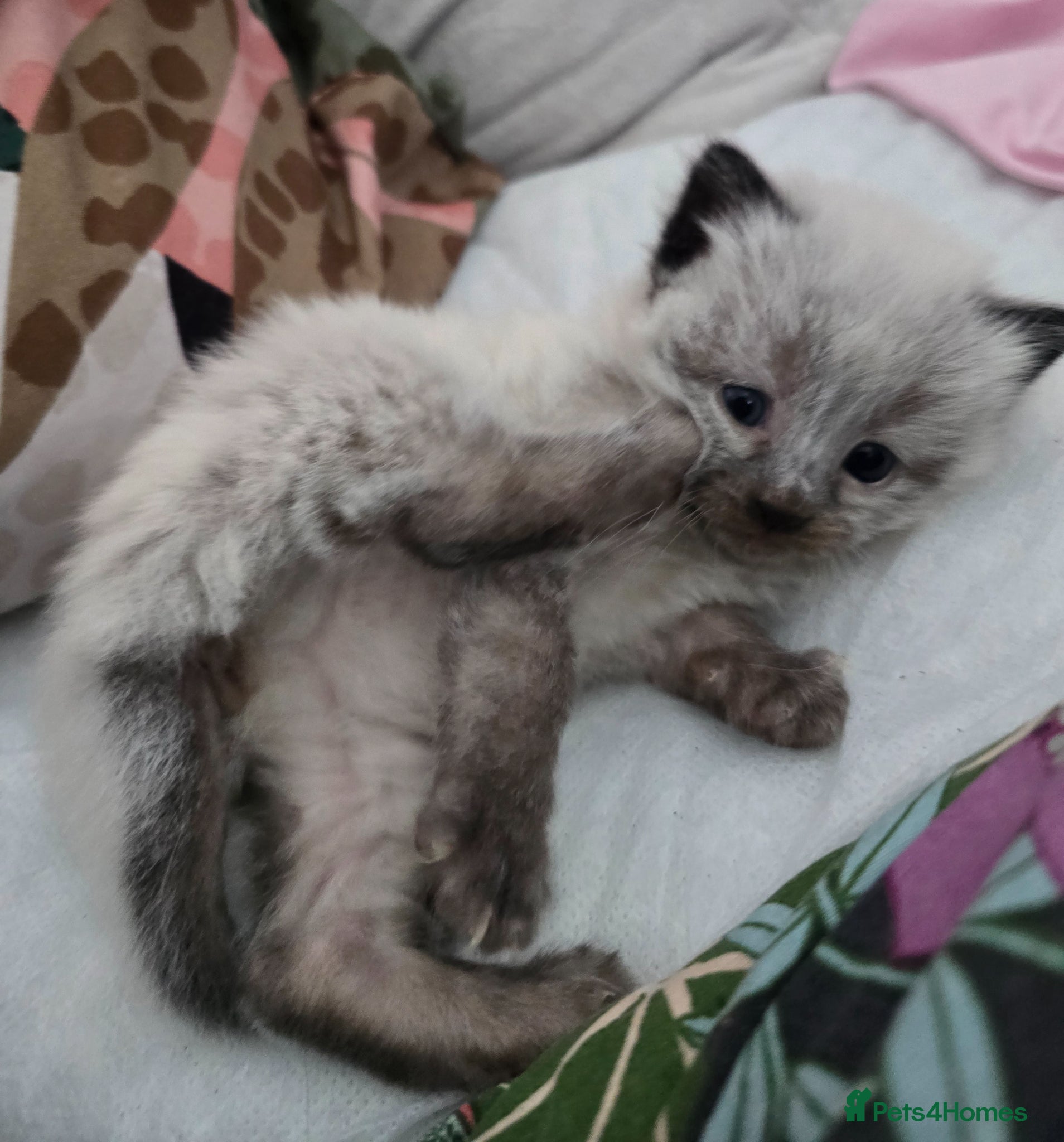 Ragdoll cats Ragdoll/ Bengal - Advert 1