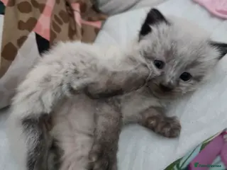 Ragdoll cats Ragdoll/ Bengal - Advert 1