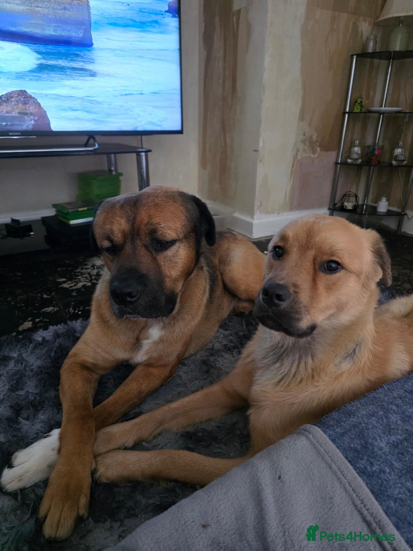 Mixed Breed dogs Rottweiler/bullmastiff/akkita  - Advert 22