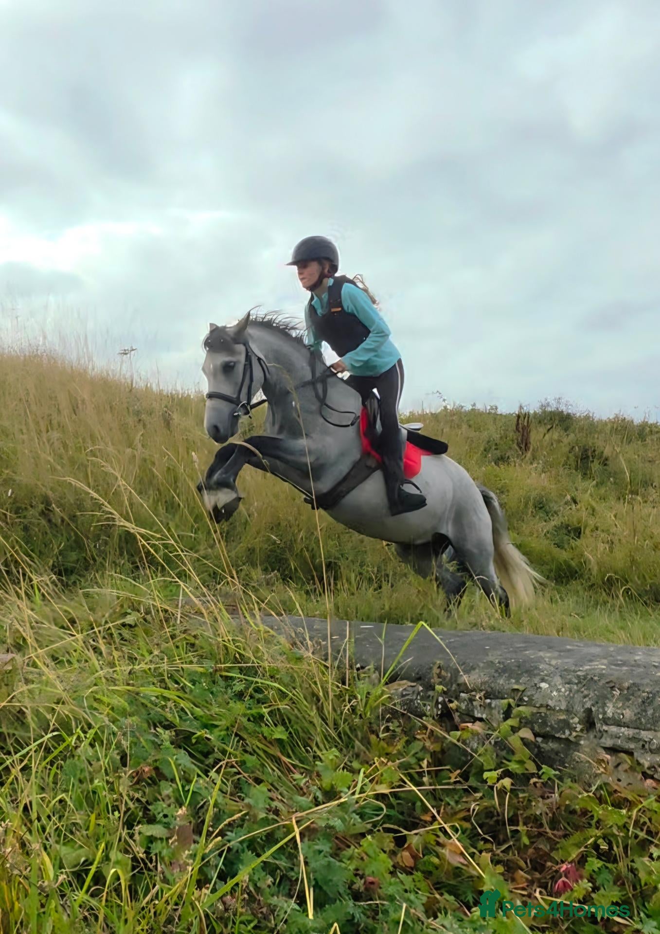 Welsh Section C horses I have available a lovely 12.2 welsh gelding - Advert 1
