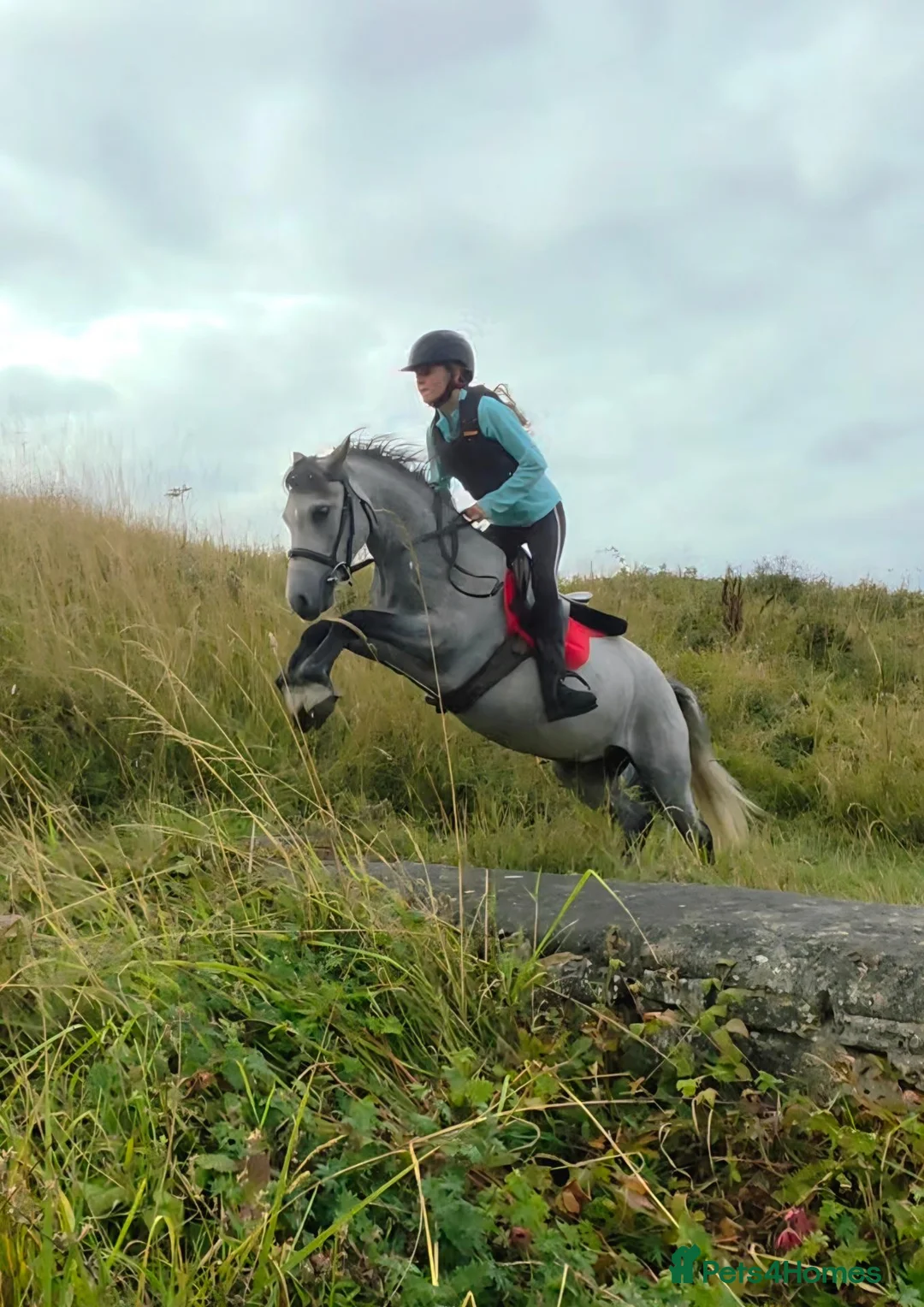 Welsh Section C horses for sale: I have available a lovely 12.2 welsh gelding - Advert 1