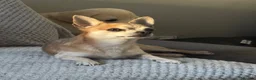 Chihuahua dogs for stud: Stud Merle chihuahua age 5 - Advert 6