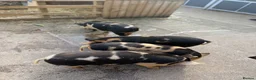 Pig livestock for sale: Kunekune piglets  - Advert 3
