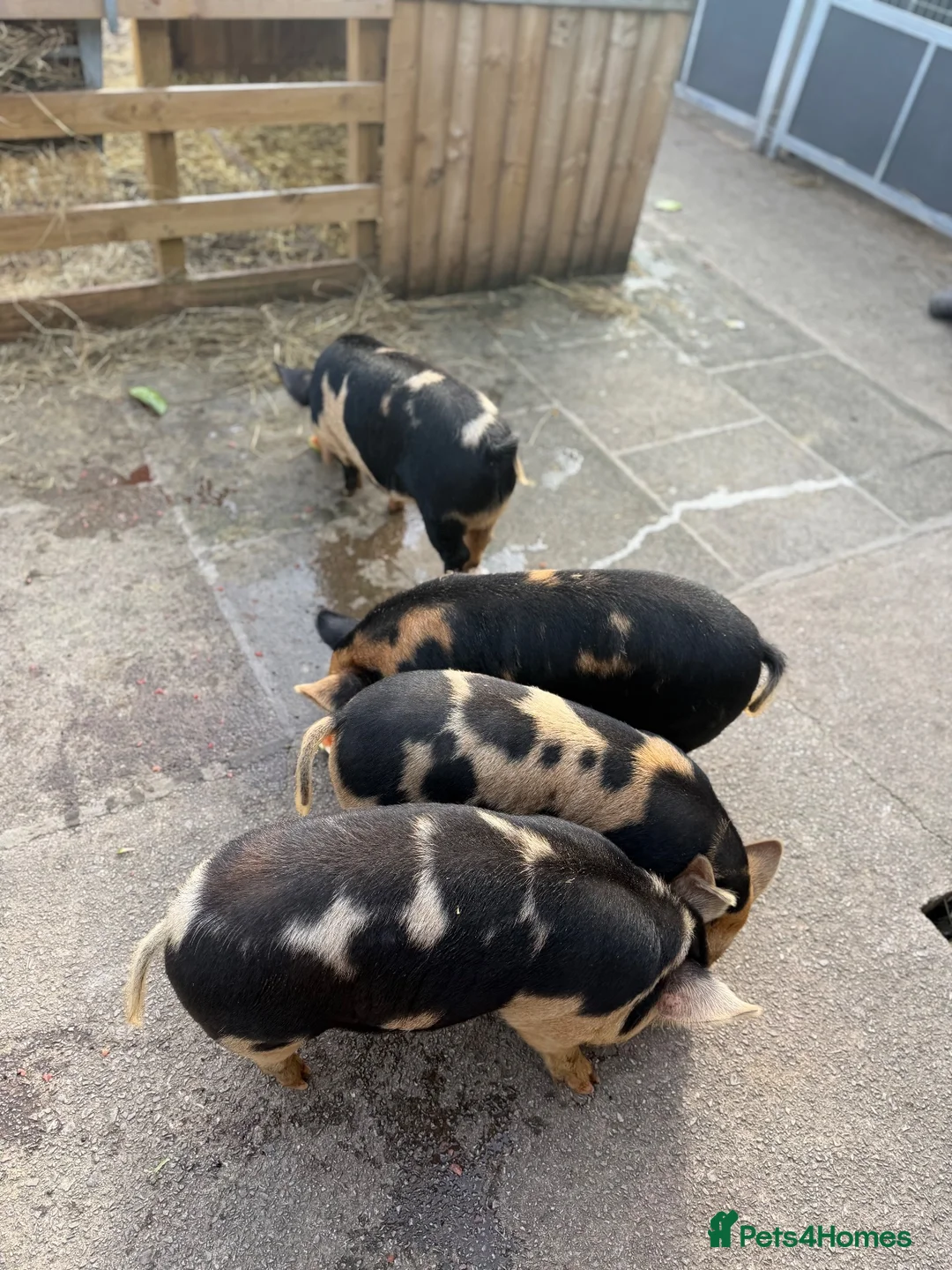 Pig livestock for sale: Kunekune piglets  - Advert 3
