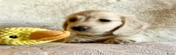 Miniature Dachshund dogs for sale: Cream long haired kc ready to go now - Advert 25