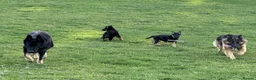 German Shepherd dogs for sale: ♔♛Deligent GSD Puppies for Sale –♔♛ - Advert 4