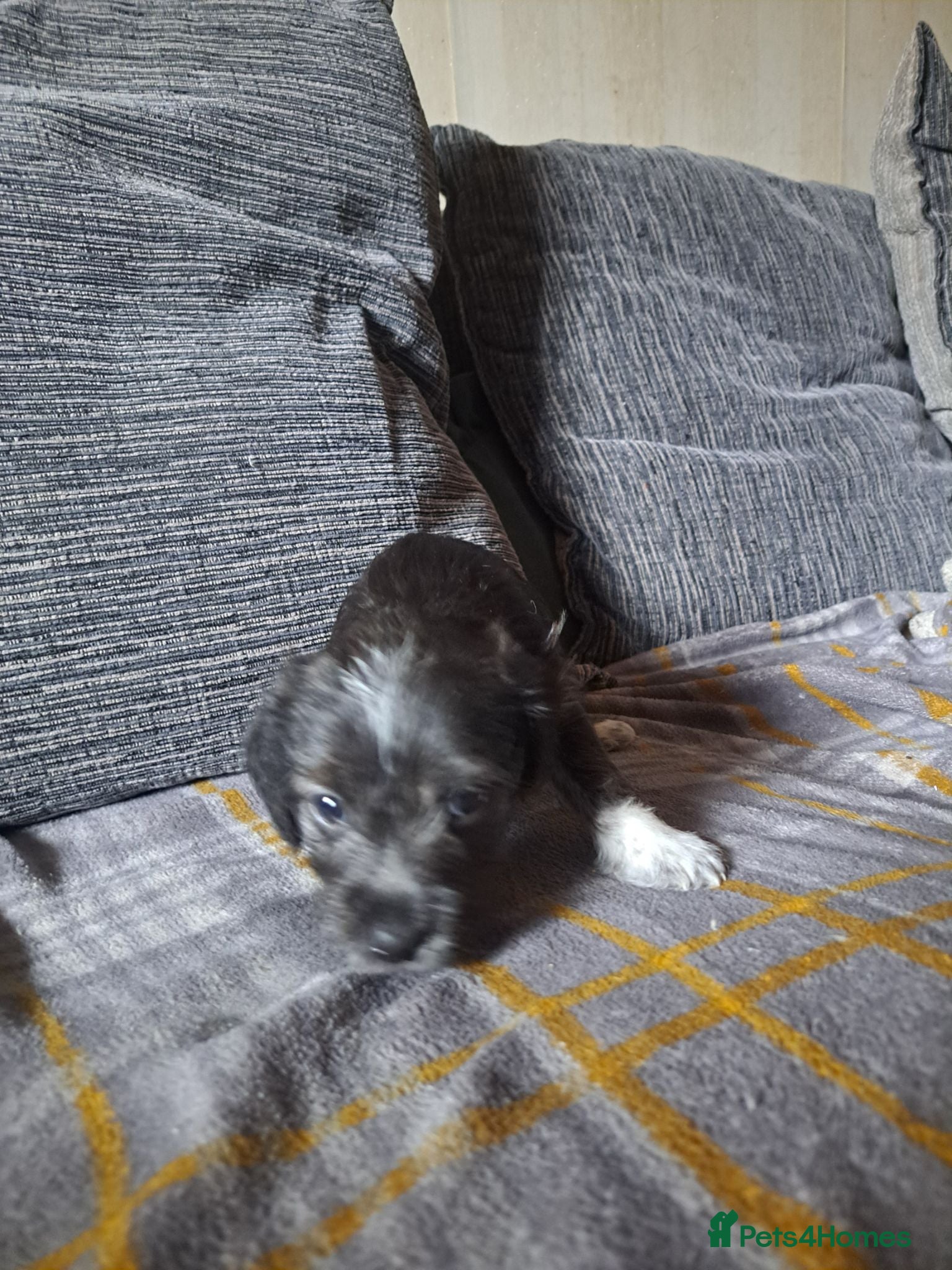 Mixed Breed dogs cockerpoo x jack russel pups  - Advert 1