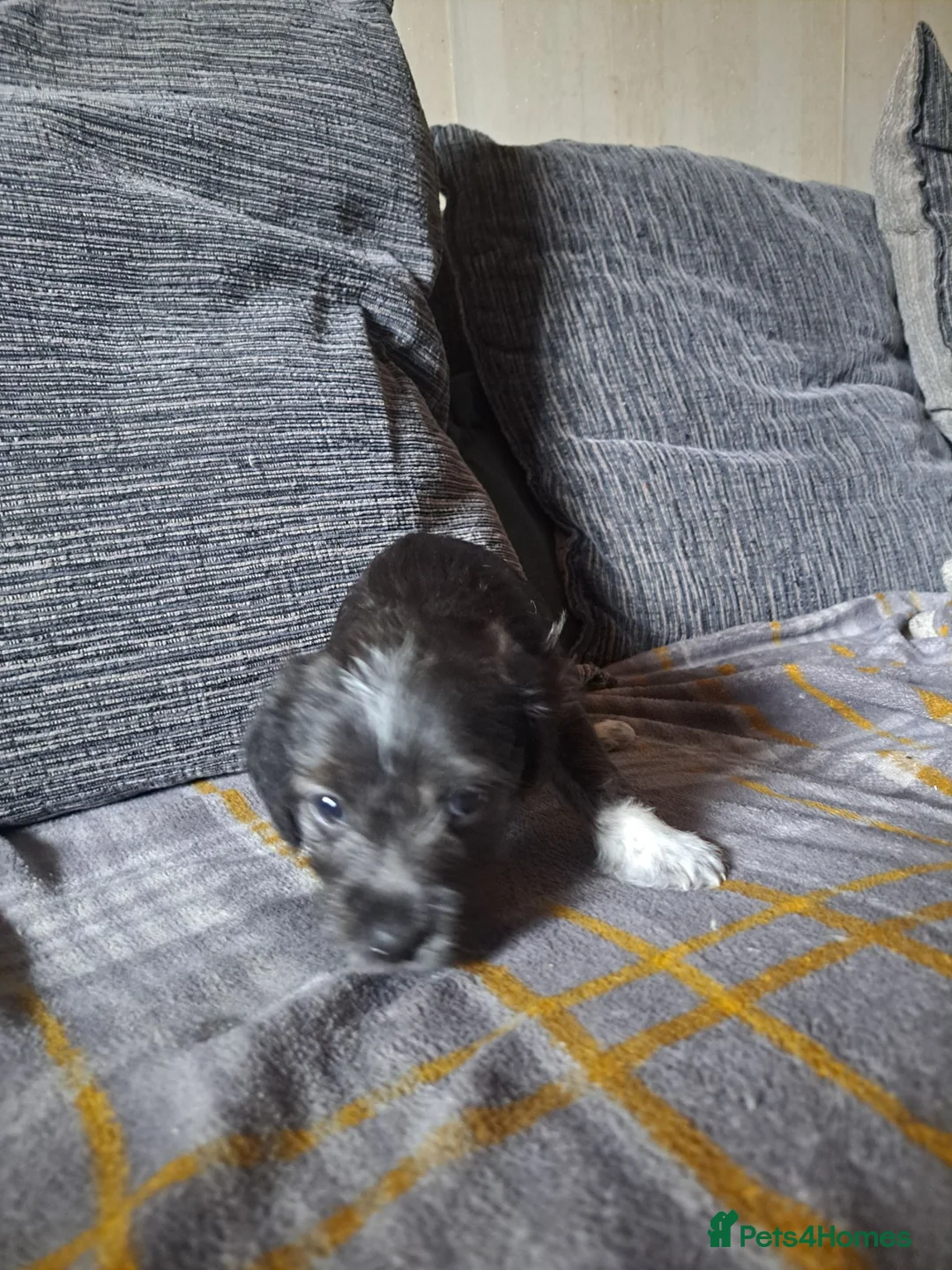Mixed Breed dogs for sale: cockerpoo x jack russel pups  in Preston - Advert 1