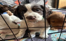 Cocker Spaniel dogs for sale: Beautiful pedigree working cocker spaniel puppy  - Image 6