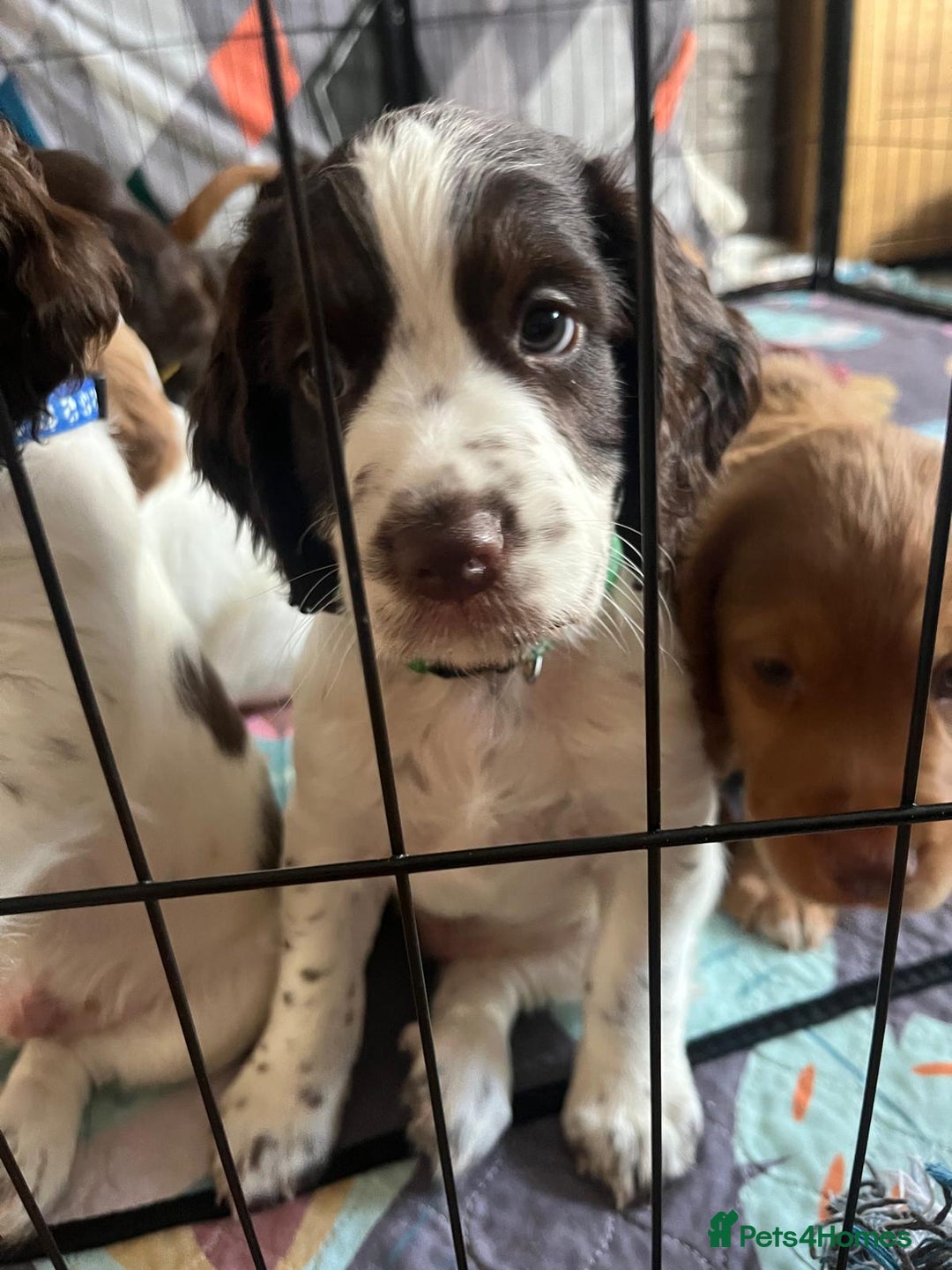 Cocker Spaniel dogs for sale: Beautiful pedigree working cocker spaniel puppy  - Image 6