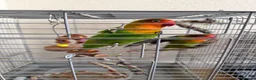 Lovebirds birds for sale: Lovebirds  - Advert 8